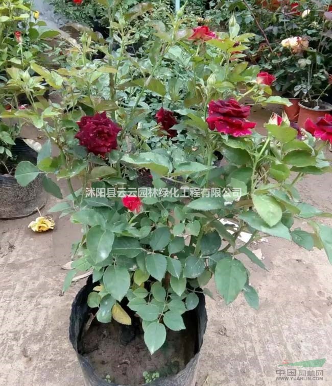供应黑美人月季 黑美人玫瑰月季花 切花大花月季工程苗