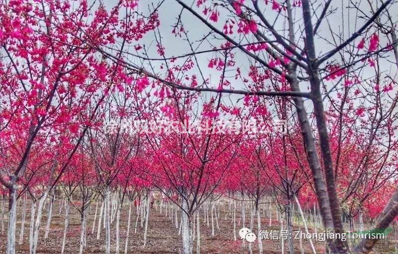 台湾山樱花 台湾绯寒山樱花基地 台湾绯寒樱花