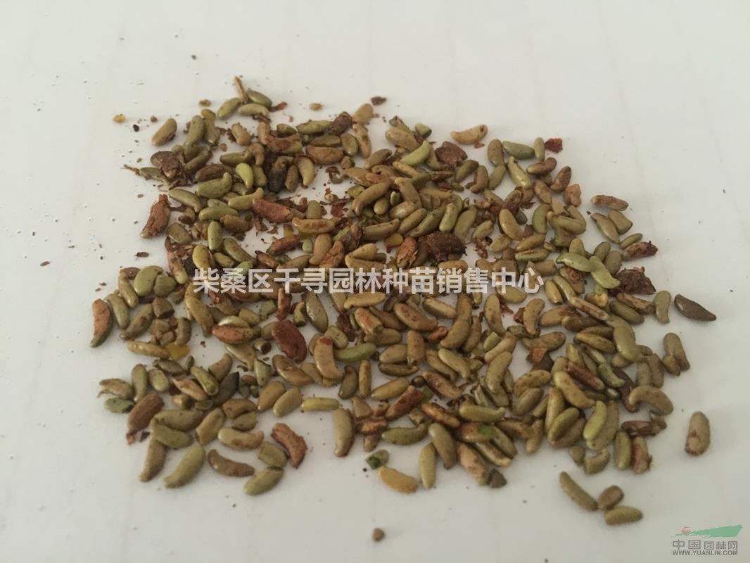 紫穗槐种子批发紫穗槐价格 紫穗槐基地 紫穗槐栽培种植管理技术
