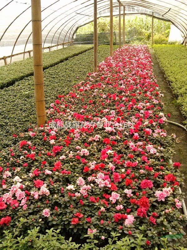 比利时杜鹃 节日草花比利时杜鹃 美丽杜鹃花苗圃批发