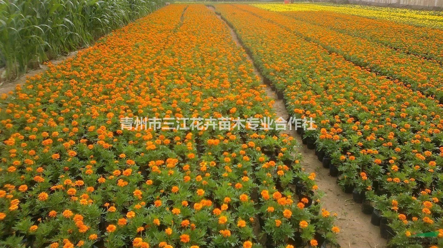 山东草花供应_四季草花图片