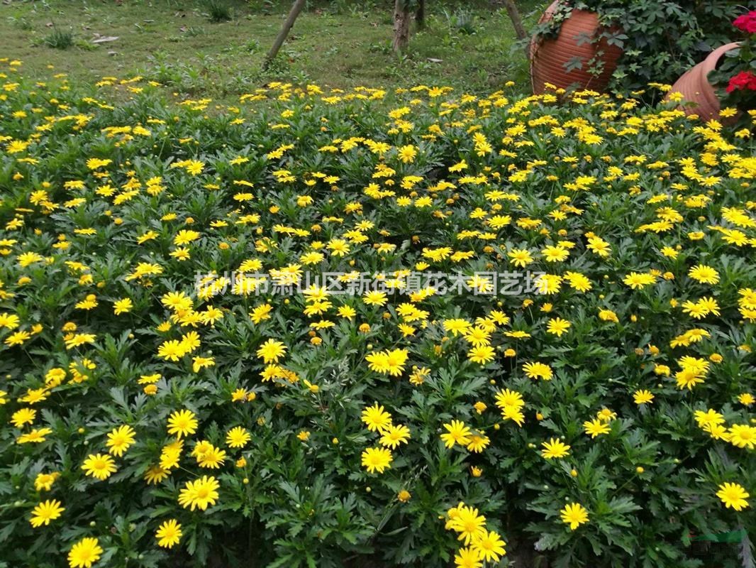 供应黄金菊,血草,矮麦冬