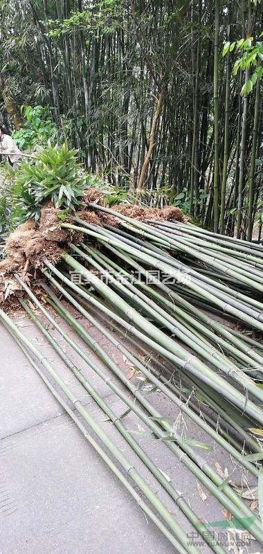 楠竹批发 楠竹价格宜宾楠竹批发价格实惠15元/株