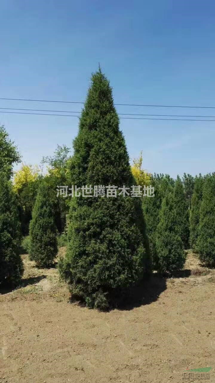 望都塔侩柏树基地批发价格