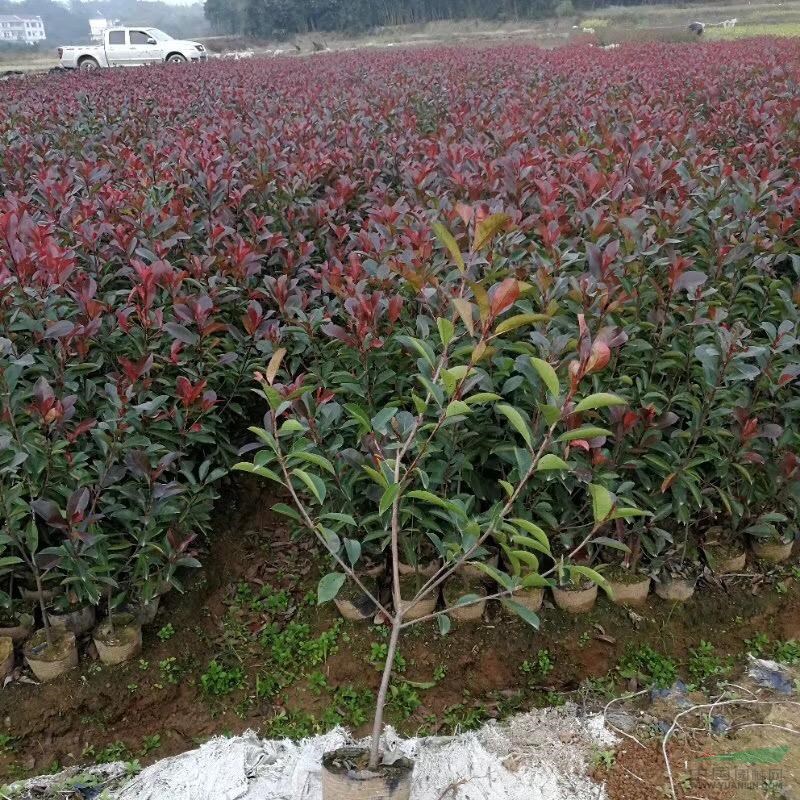 红叶石楠大杯苗