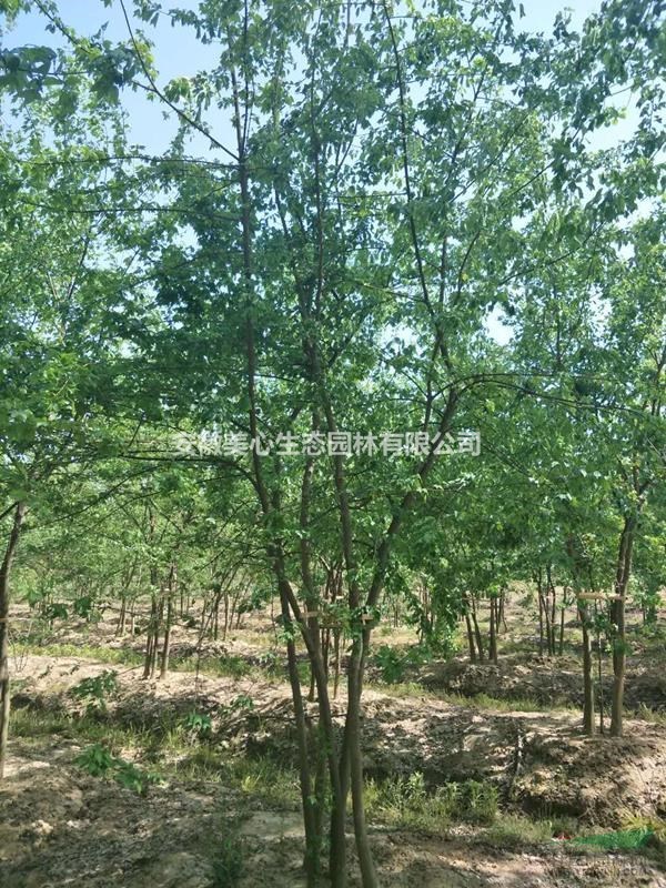 苗盟--美心园林各规格丛生三角枫大量出圃