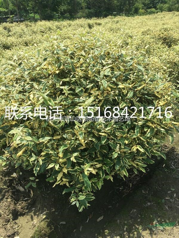 金边胡颓子低价供应 直销