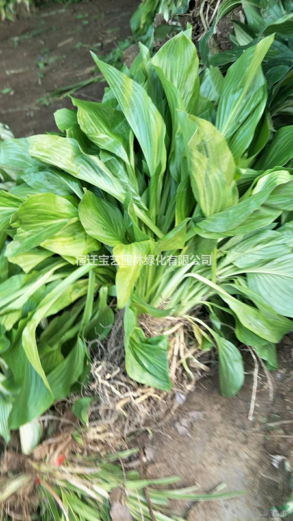 江苏供应玉簪花叶玉簪 规格齐全