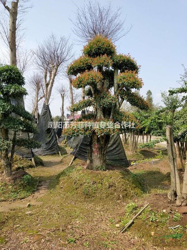 精品造型椤木石楠 造型石楠 椤木石楠柱子 椤木石楠古桩
