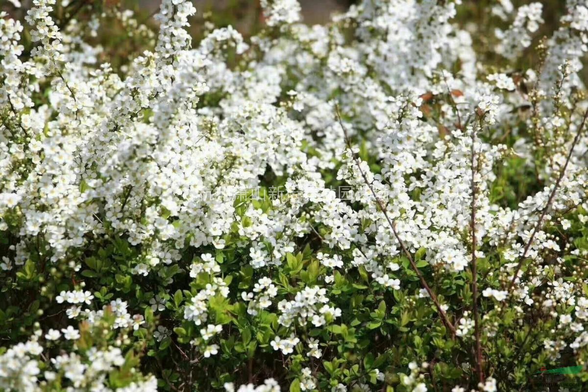 大桶喷雪花