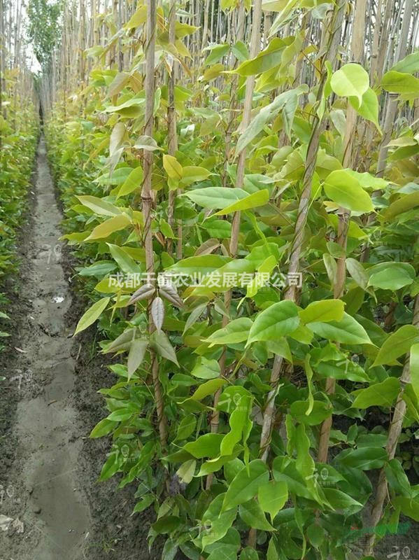 藤本植物,油麻藤,常绿油麻藤,一米高油麻藤