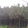 米径2到3公分高杆桂花