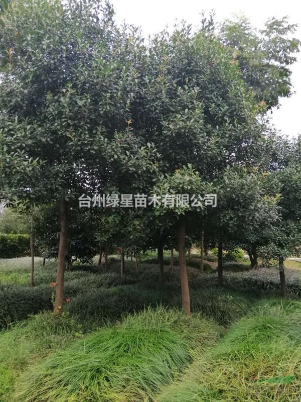 石楠树
