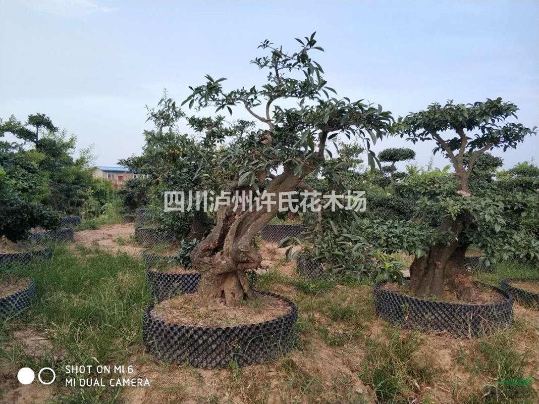 > 金弹子,四川金弹子,金弹子盆景,金弹子造型   联系方式 四川泸州