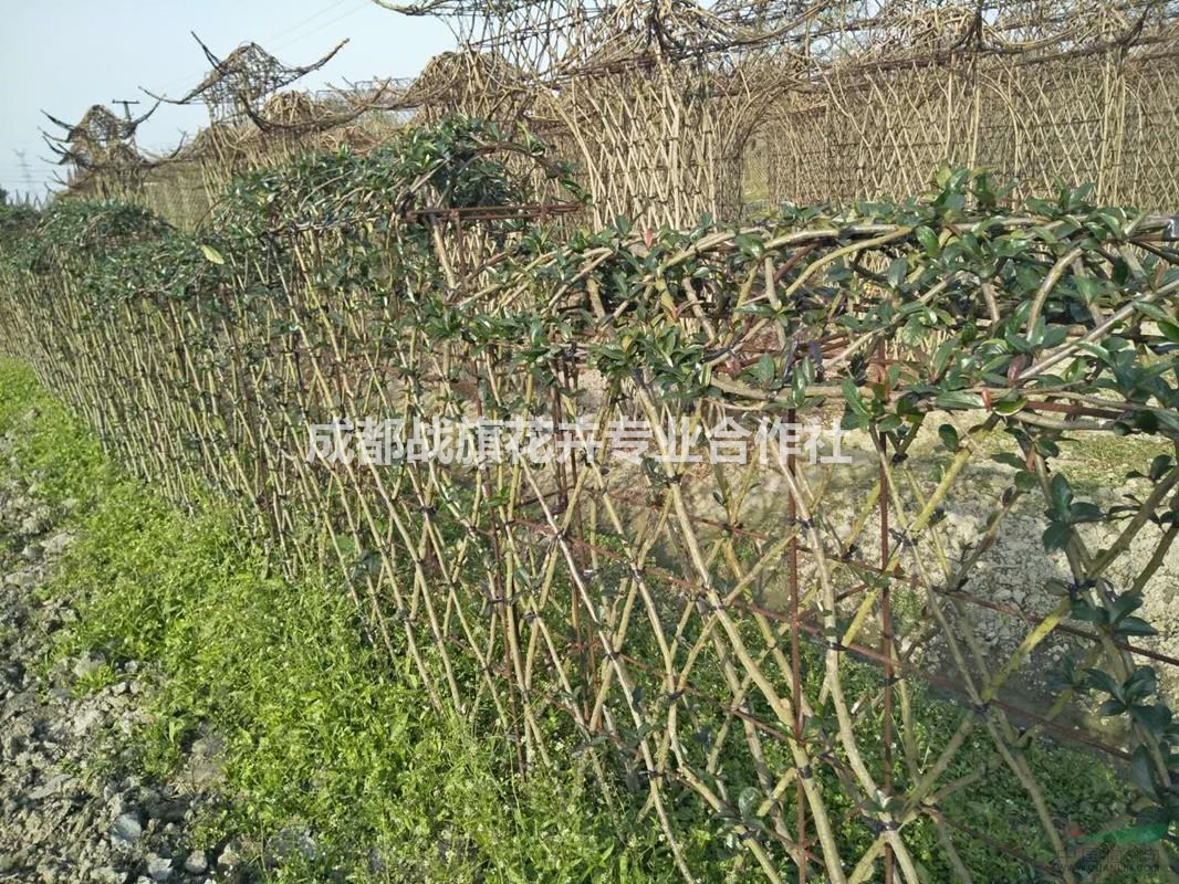 紫薇绿篱造型 紫薇浪漫围墙 手工编织围墙 造型基地 大红围墙图片