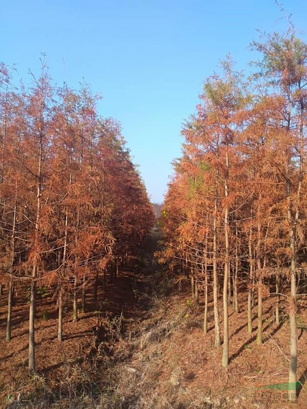 榉树,落羽杉,池杉,水杉