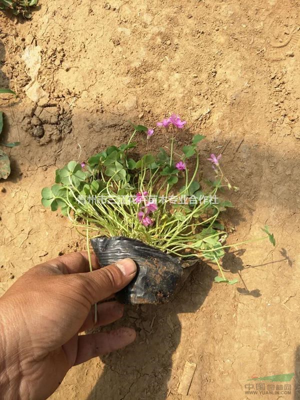 紫叶酢浆草杯苗批发价格,绿叶酢浆草供应商