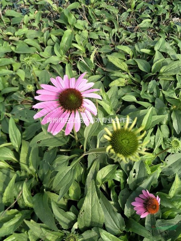 多年生松果菊杯苗,松果菊生产批发价格