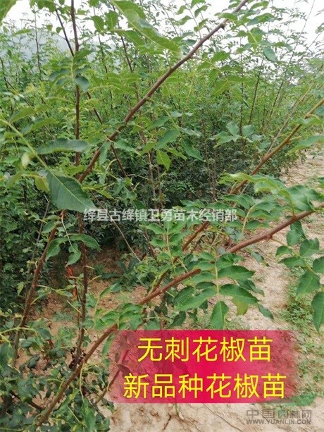 山西无刺花椒苗产地 1-2年生无刺椒苗产地价格