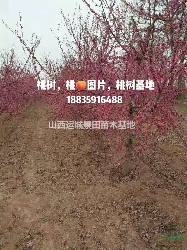 山西桃树苗_山西桃树苗批发价格_山西桃树主要产地信息