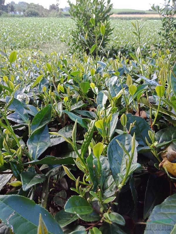 四川4号茶苗,蒙山4号茶苗,蒙山9号茶苗,大芽茶苗