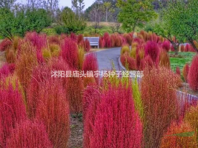 红地肤种子 绿地肤花种子 扫帚苗 孔雀松 景观花海庭院草花种