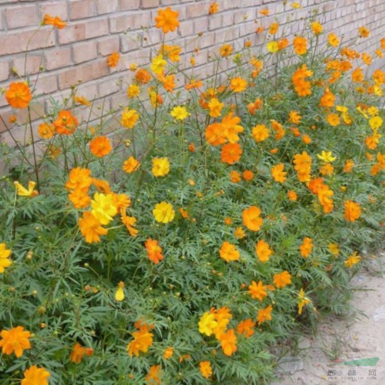 硫化菊种子黄波斯菊花种子黄秋英花籽硫华菊种子四季易种