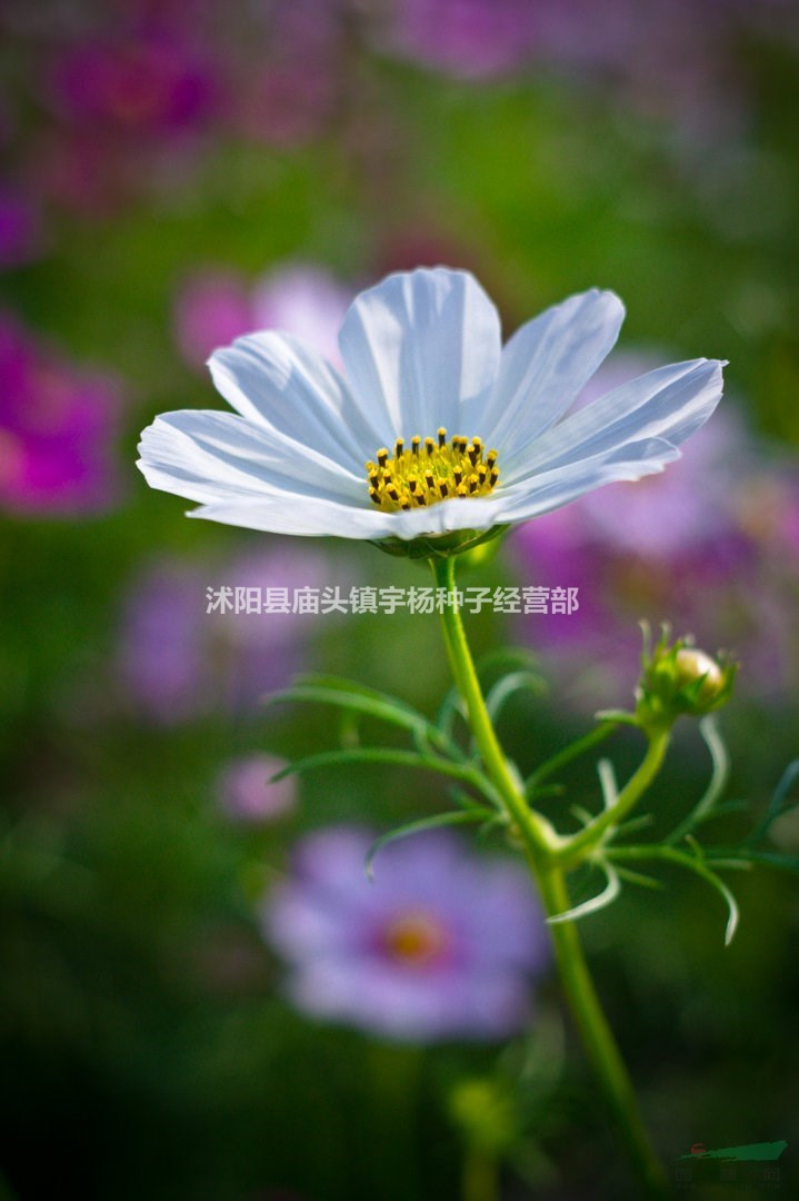 波斯菊花种子格桑花籽种子七彩花种籽子四季开花