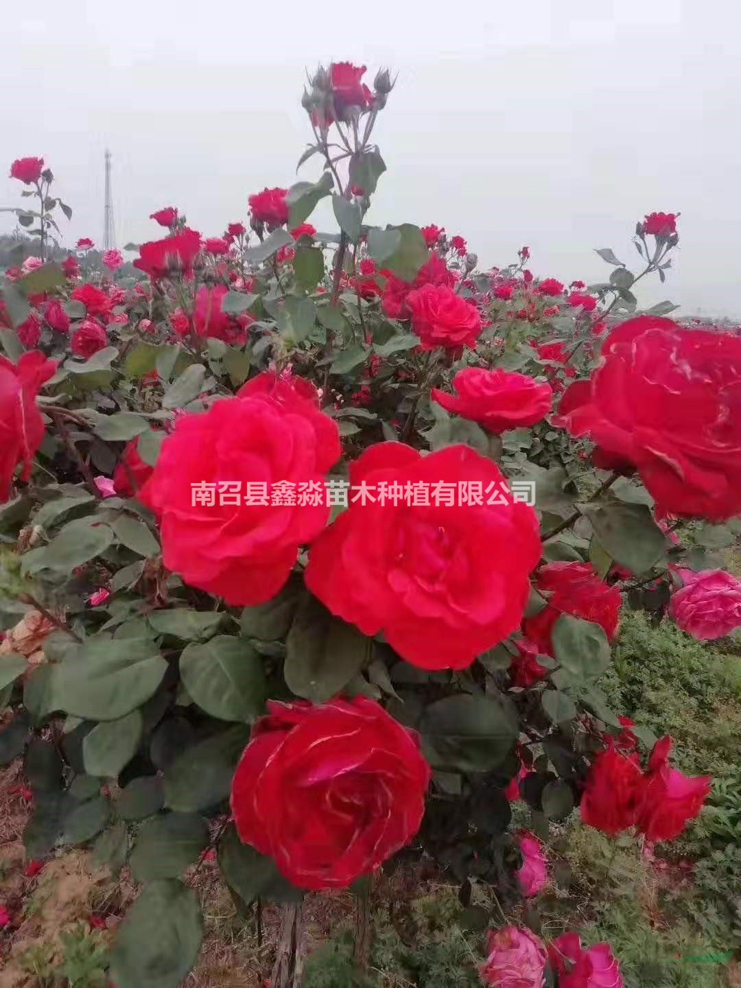 大小规格河南南阳月季基地