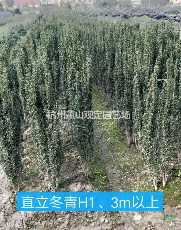 直力冬青h70cm-1.8cm图片