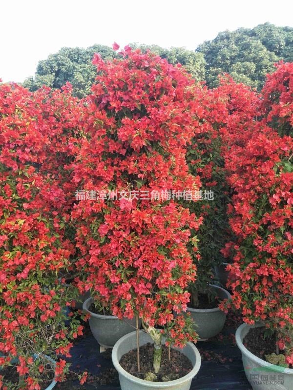 热火桑巴价格_供应_图片_福建漳州文庆三角梅种植基地
