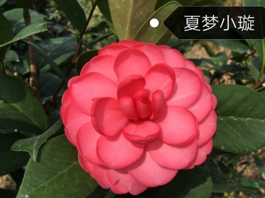 四季茶花新品种～～夏梦小璇