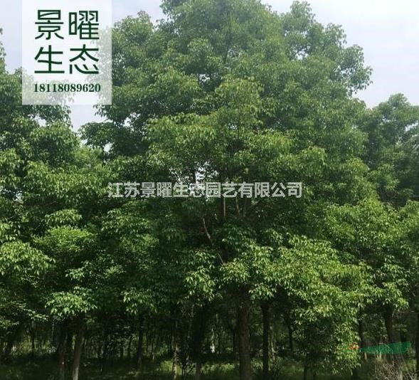 江苏景曜生态苗木基地/供应/重阳木/图片/产地直销/批发价格