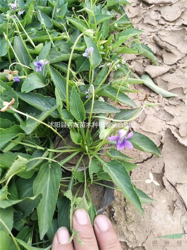 紫花地丁 多年生草本植物紫花地丁小苗 园林观赏花卉