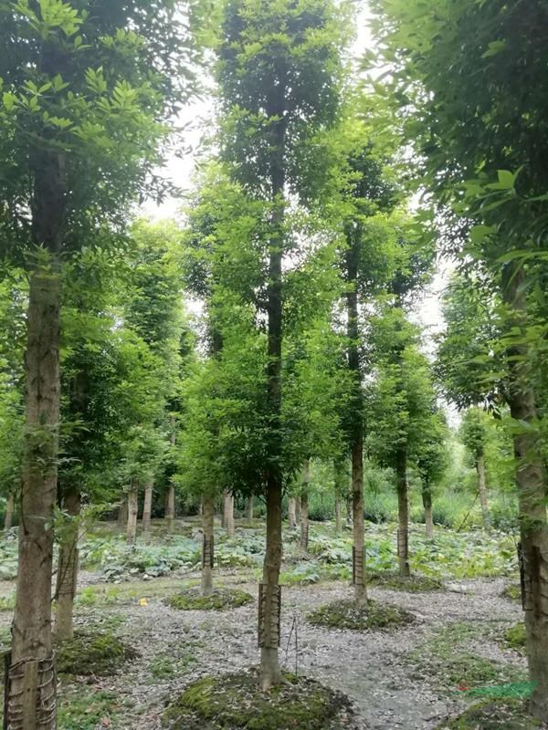 四川米径15公分桢楠树2020年价格 14公分楠木树价格
