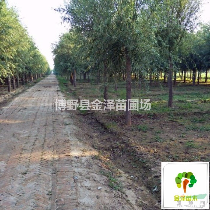 旱柳价格-旱柳苗木销售-河北旱柳