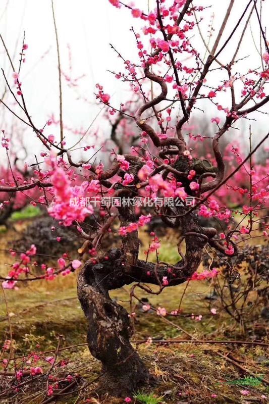 红梅弯弯树价格行情,贵州红梅基地弯弯树多少钱一棵图片