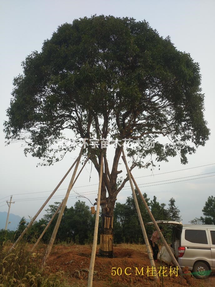 50公分的大桂花树,大金桂