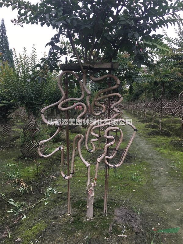 高端造型植物 紫薇造型树出售 大红紫薇编织的标志造型
