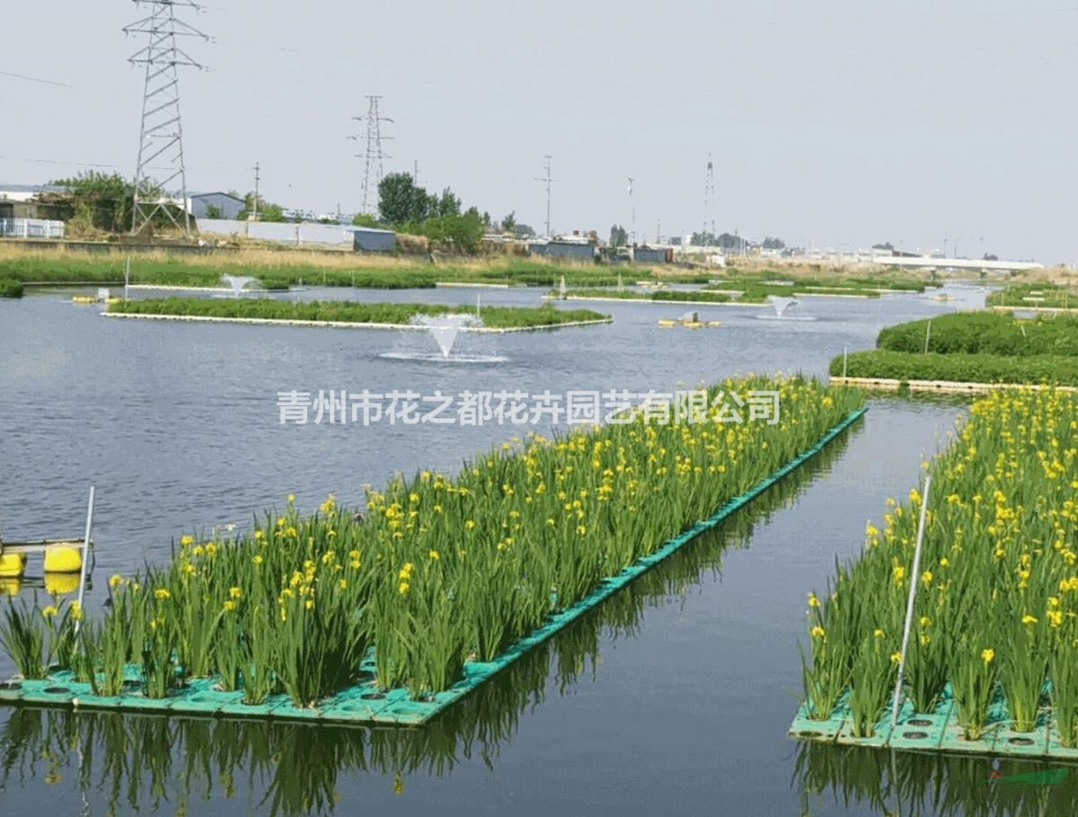 人工浮岛,浮岛,人工浮岛种苗,浮岛种苗,水生植物种苗