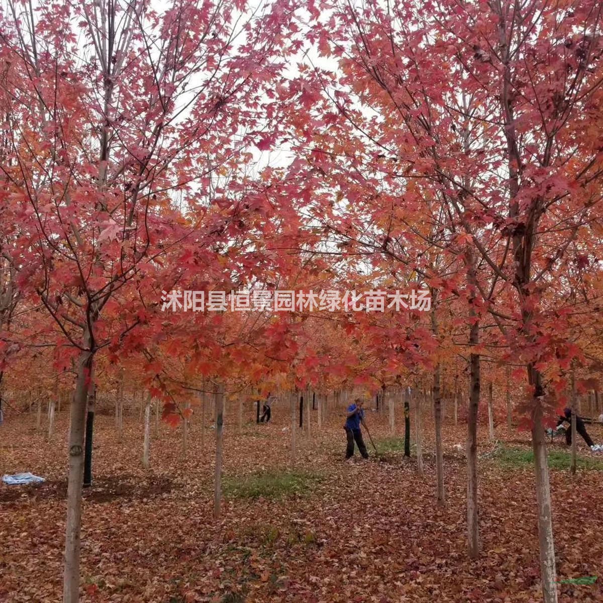 苗木供应 绿化苗木 灌木 供应美国红枫,美国红枫价格/图片/基地/苗圃