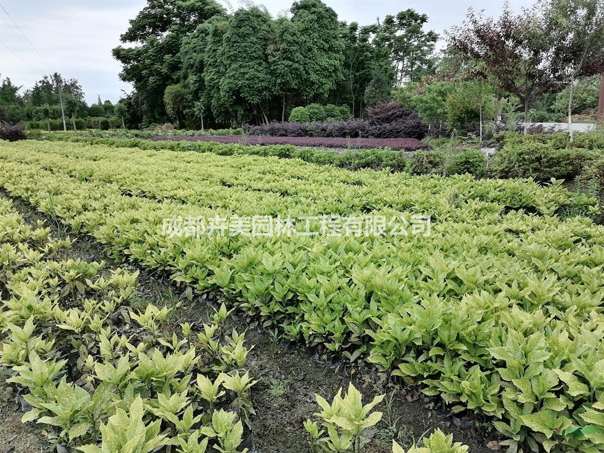 桃叶洒金珊瑚,各地叫法略有不同,度是园林绿化中一种常见知的植物,其