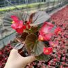 四季开花的四季海棠花 小杯苗四季海棠 花色齐全 价格低
