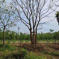 浙江湖州丛生乌桕40-70公分图片展示产地直销