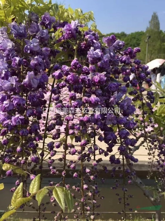 紫藤八重黑龙 自繁自育 精品 园林运用多的紫藤树种