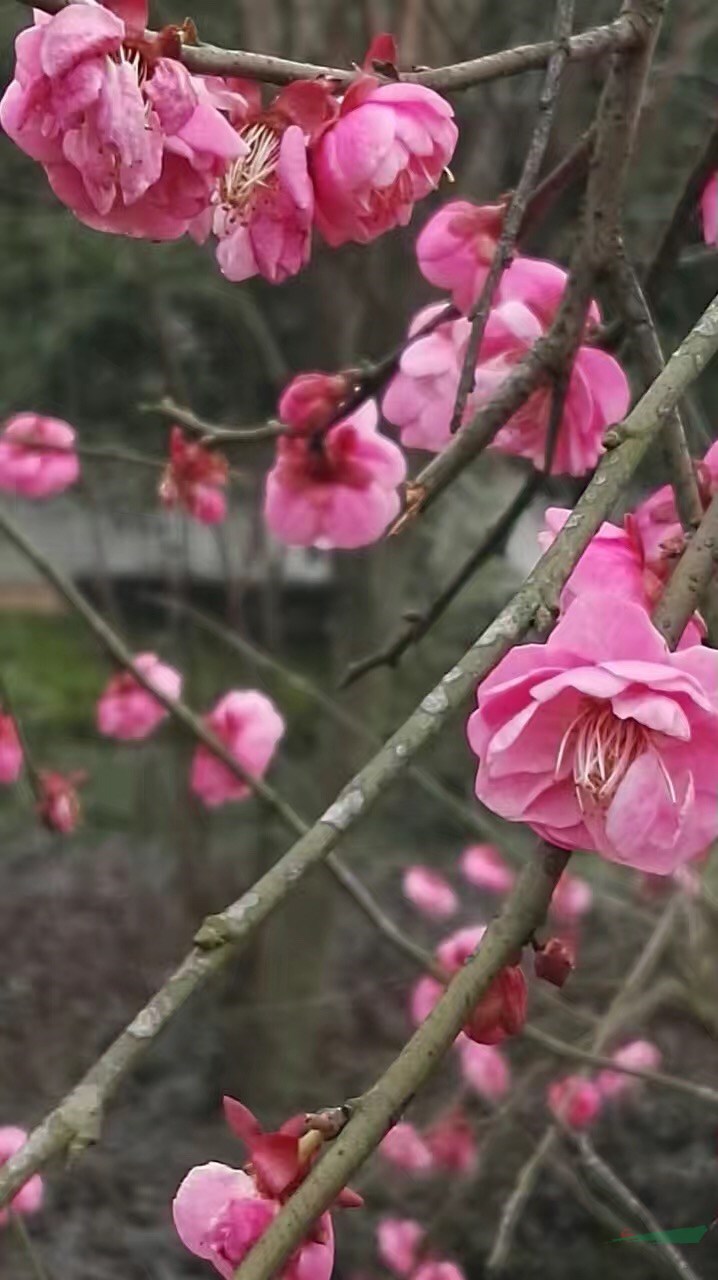 乌羽玉梅花 小乔木 漂亮点缀的梅花树种 图片