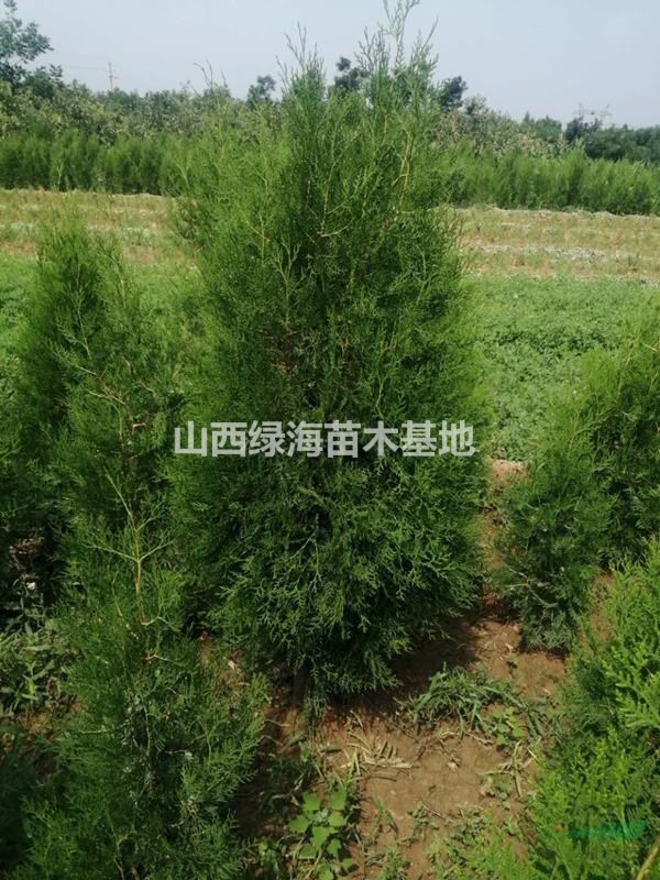 山西侧柏种植基地?侧柏产地详情