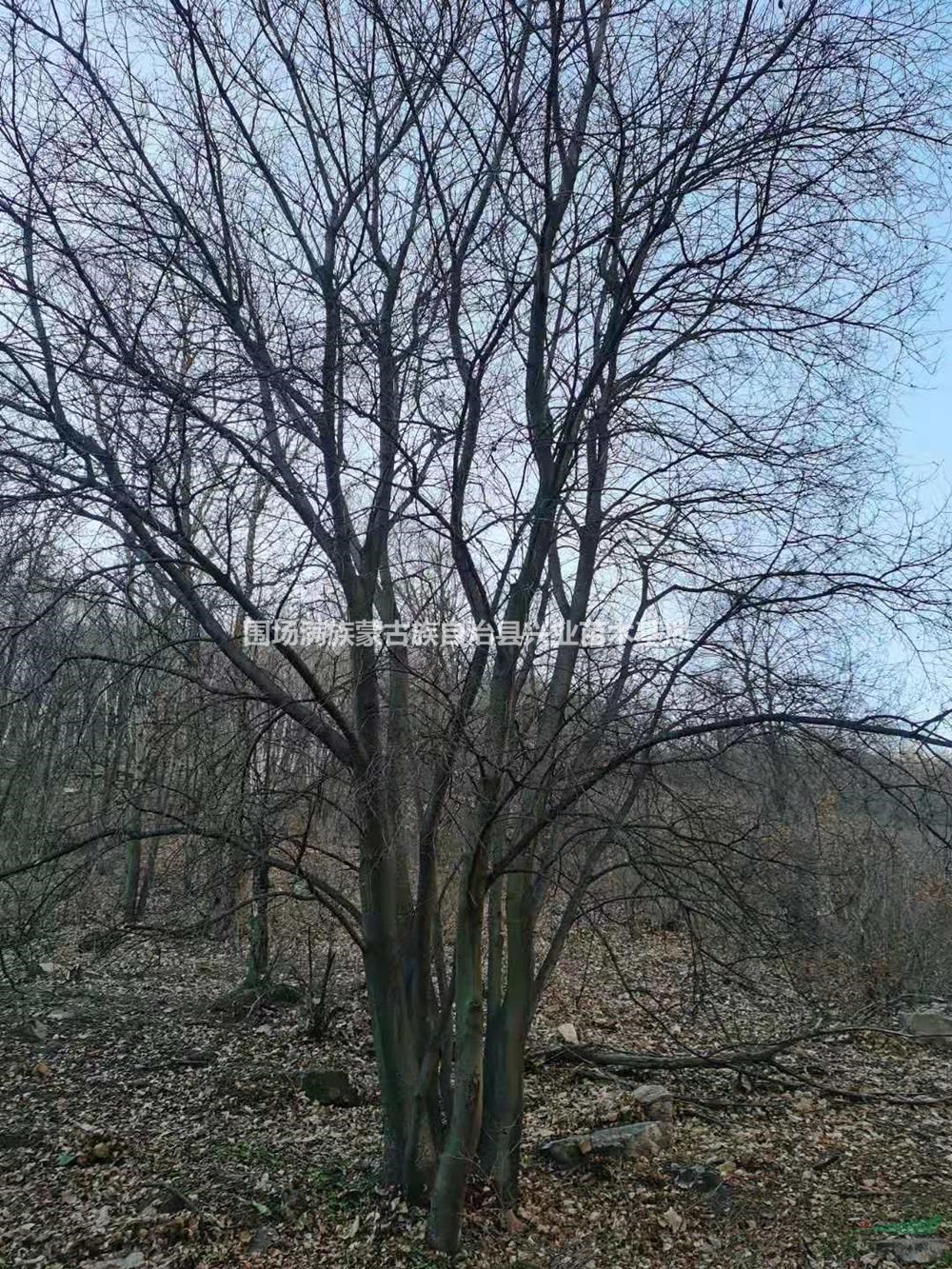 河北丛生暴马丁香基地 承德丛生暴马丁香 围场丛生暴马丁香