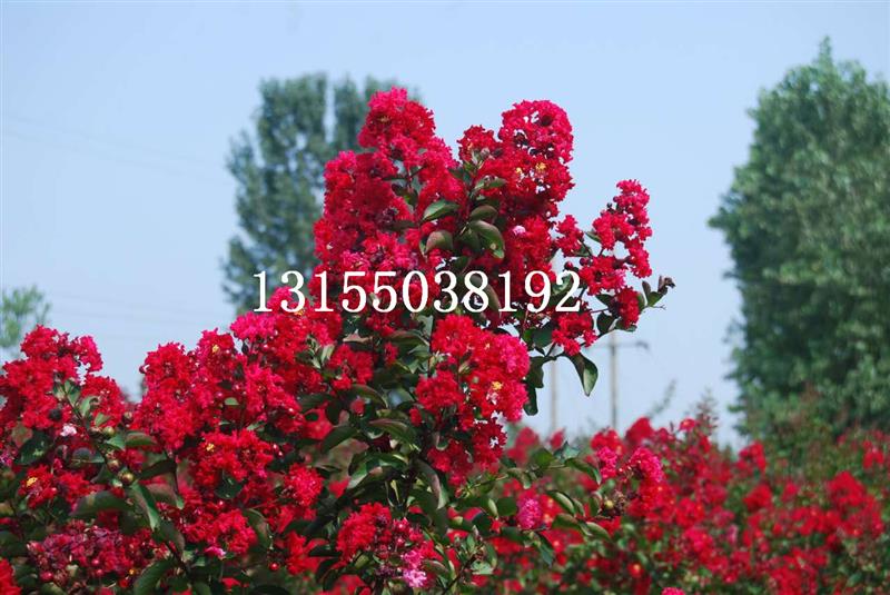 安徽省滁州市全椒县绿地美国紫薇苗木场