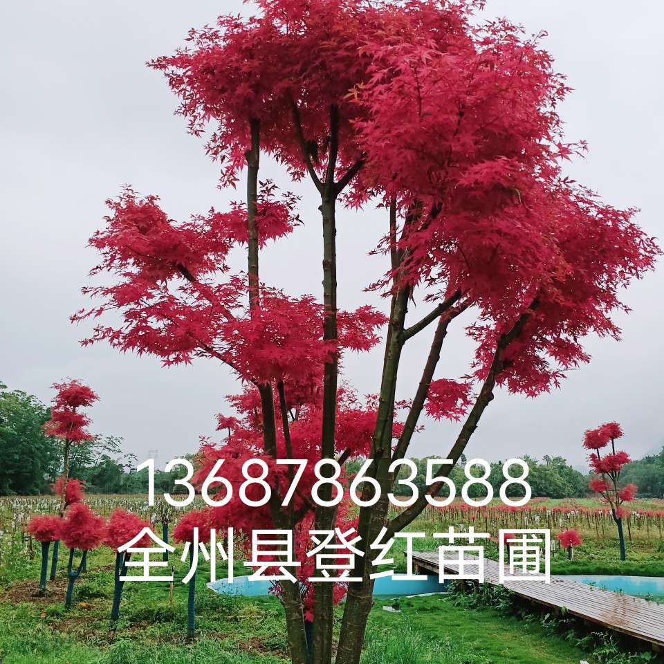 广西桂林登红苗木基地